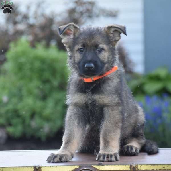 Lucky, German Shepherd Puppy